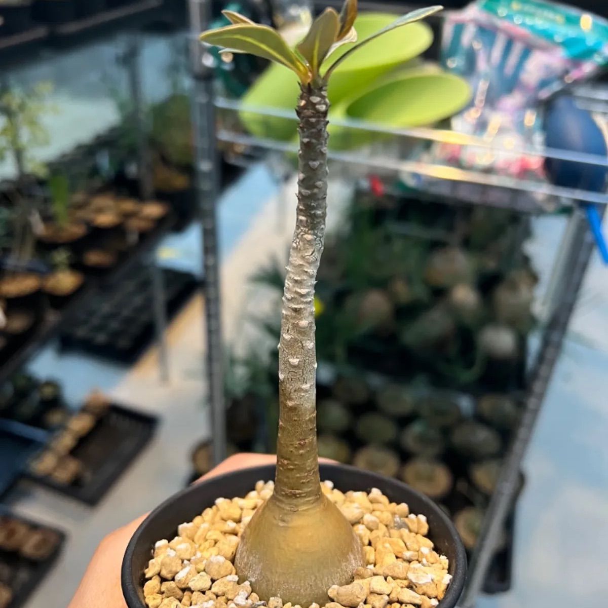 パキポディウム・現地球マカイエンセ(抜き苗) パキポディウム