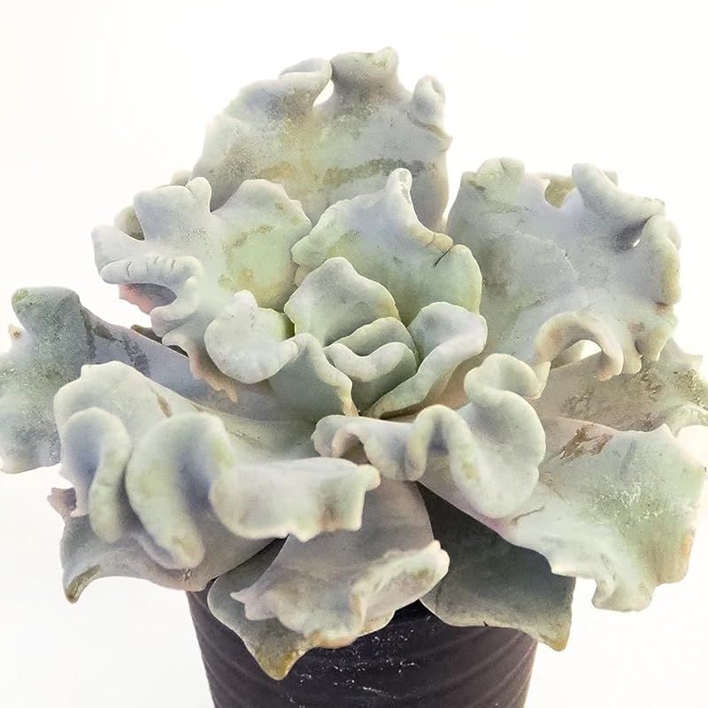 カレーリーフ ハーブ 中 抜き苗 1株 Amazon.co.jp: カレーリーフ 生葉