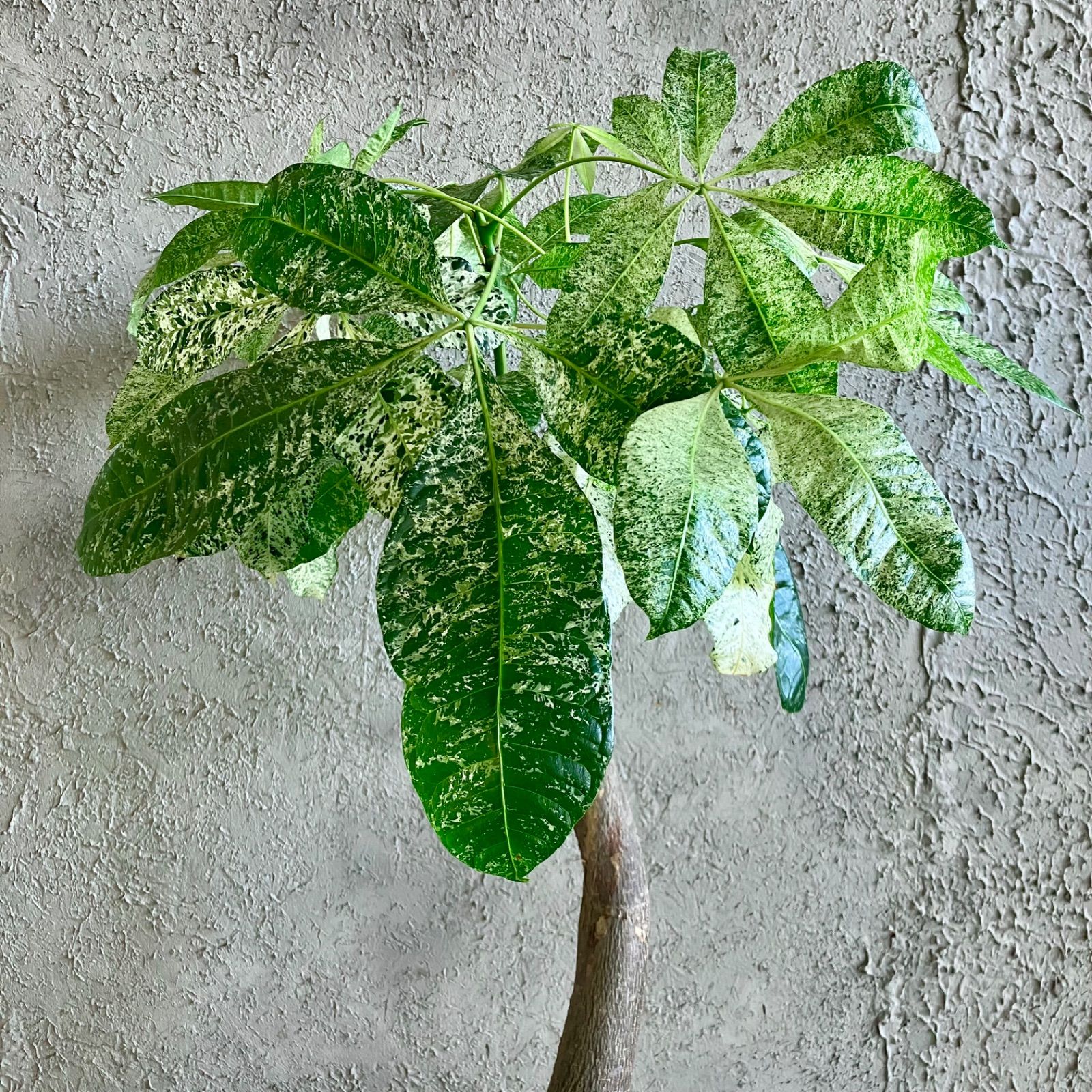 パキラ ミルキーウェイ 6号 色白さん 観葉植物 大型 658 Amazon.co.jp