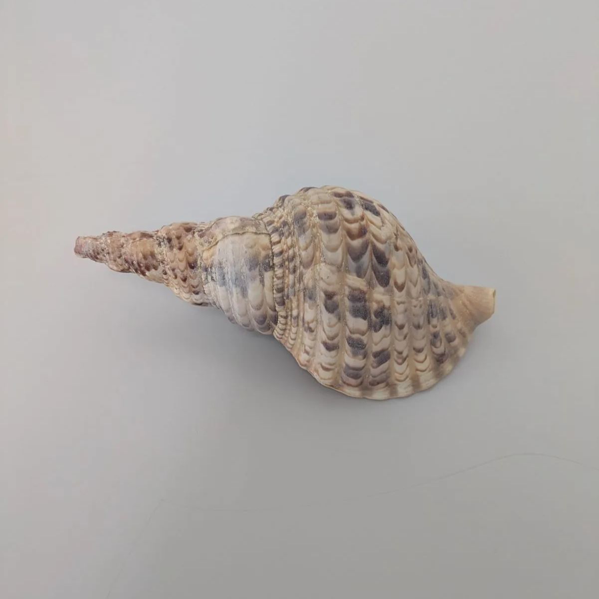 法螺貝　大きいホラ貝　美品 法螺貝 極美品 約35cm 特大重量級 ホラガイ ホラ貝 ほら貝 ほら