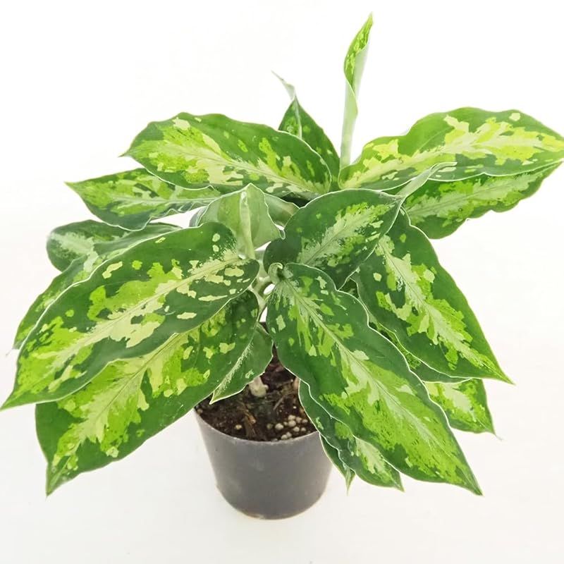 ＩＴＡＮＳＥ アグラオネマ ピクタム トリ 3号 1個売り 観葉植物 学名 Aglaonema pictum tricolor サトイモ科 葉に現れる3色の迷彩模様が美しい品種 濃い緑 薄い緑 白や銀色などがモザイク状に混ざり合い自然が生み出し