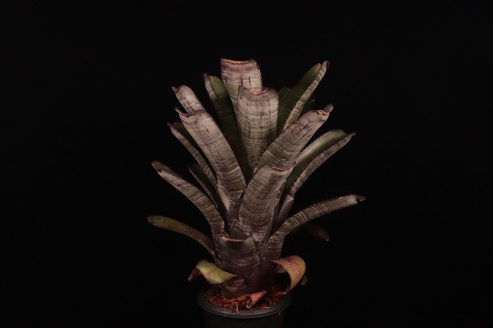 Aechmea nudicaulis Hybrid〔エクメア〕現品発送A178 送料無料】Aechmea nudicaulis Hybrid〔エクメア〕現品発送A178