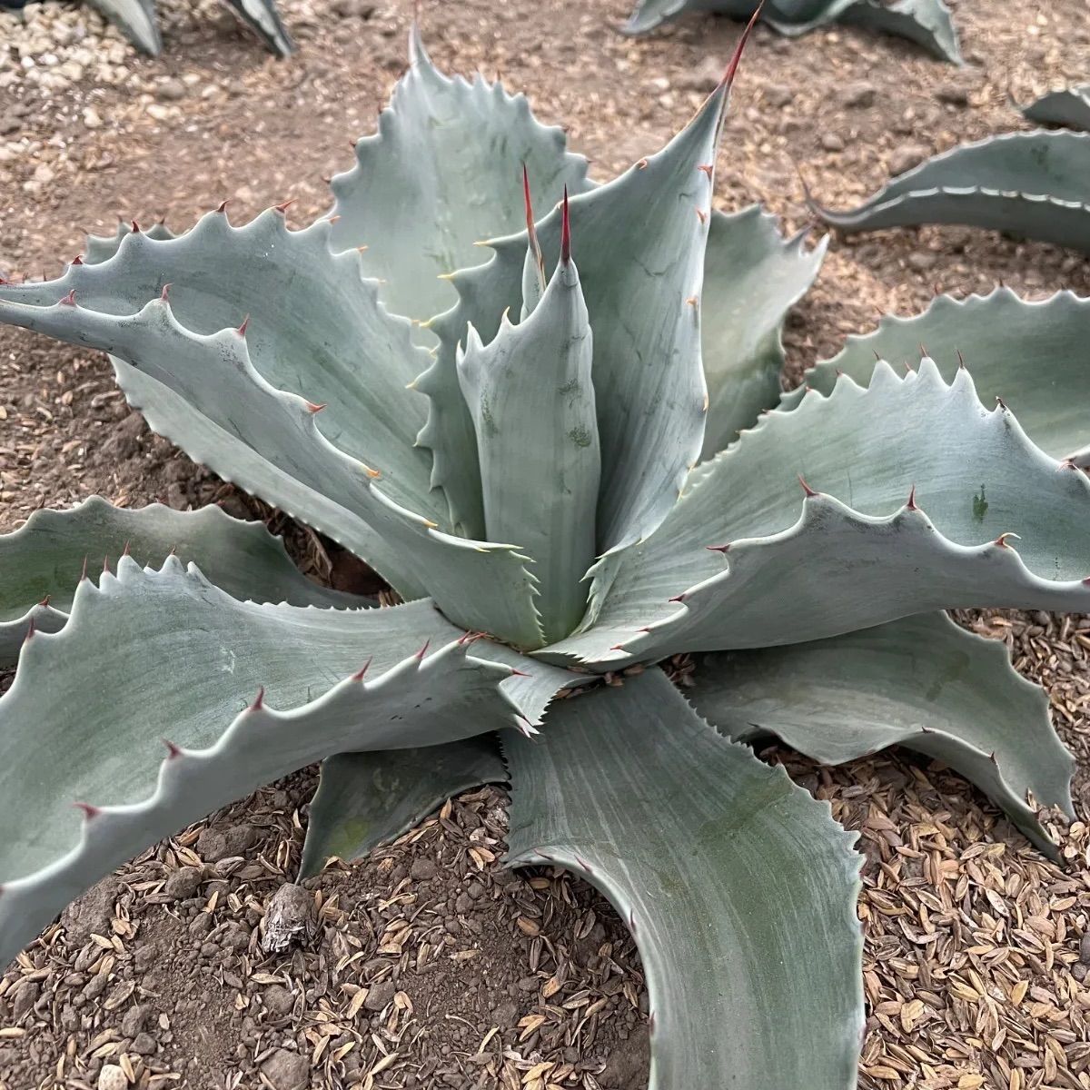 実生苗(実生株)】Agave obatifolia(アガベ オバティフォリア)6