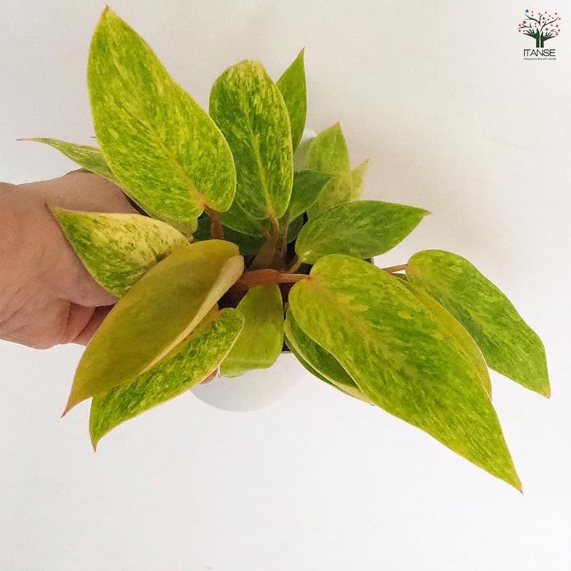 品種で選べる観葉植物