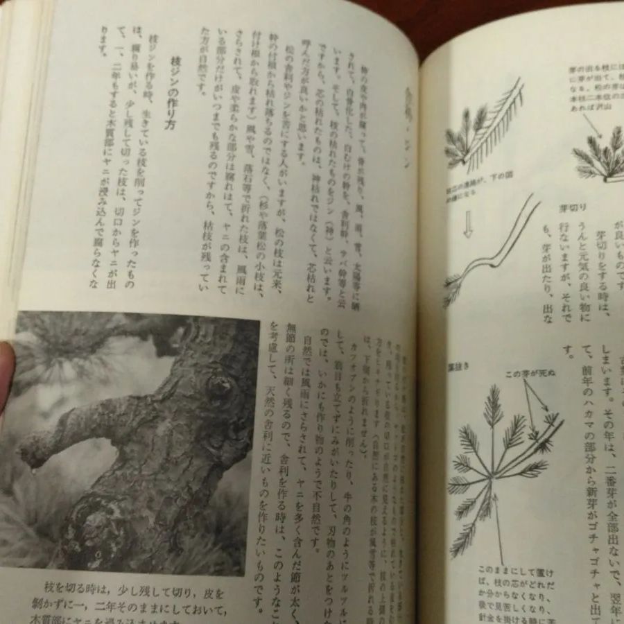 ⚫図解盆栽樹形の作り方 五葉松盆栽の整姿・整形 ☆阿部倉吉