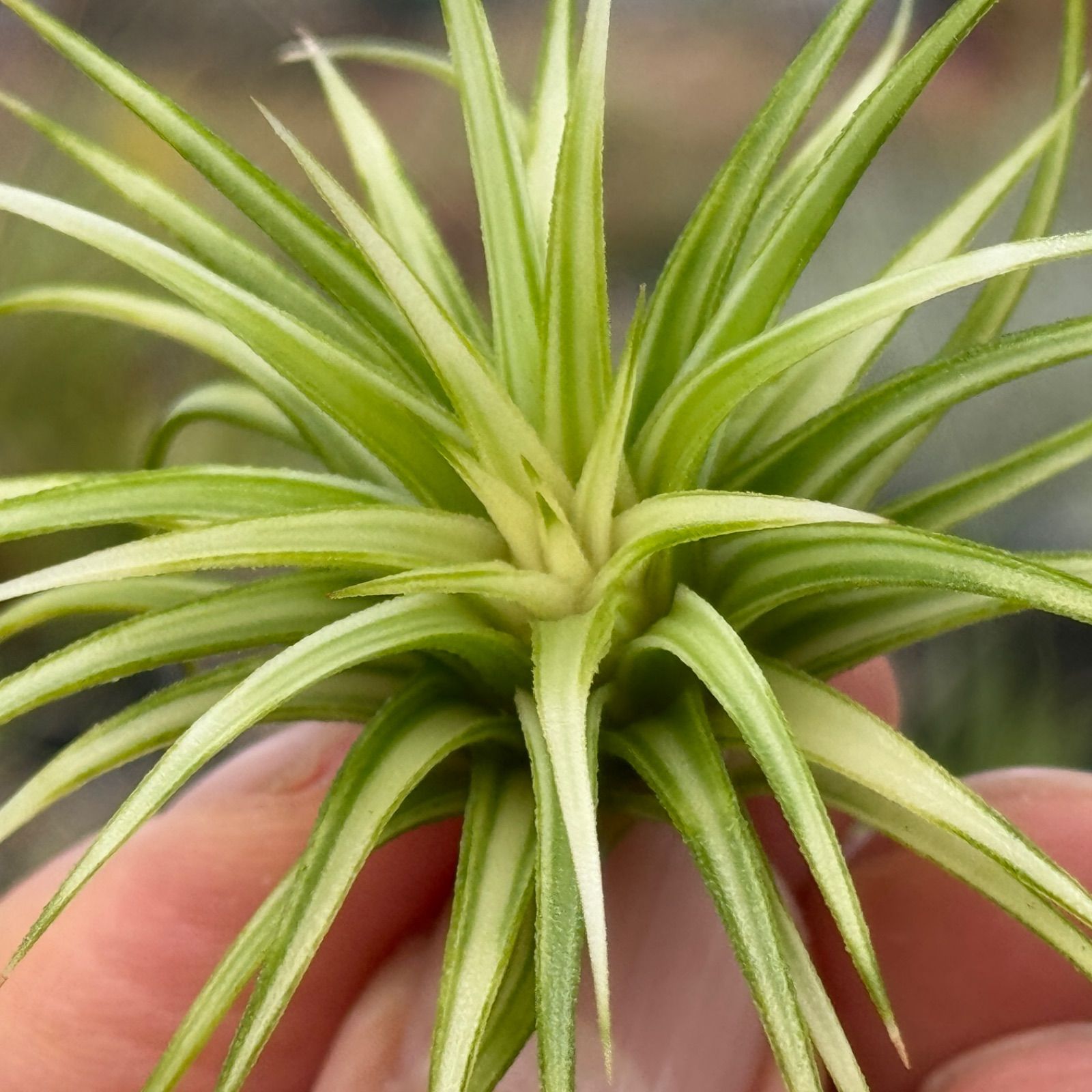 Tillandsia ionantha