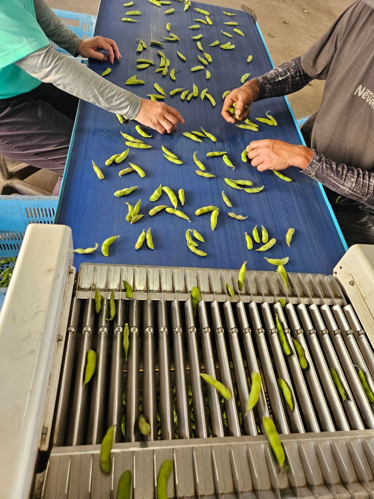 【雪音】茶豆系枝豆全部もぎ☆お得な1キロA品多め　9/20収穫出荷　大川ファーム