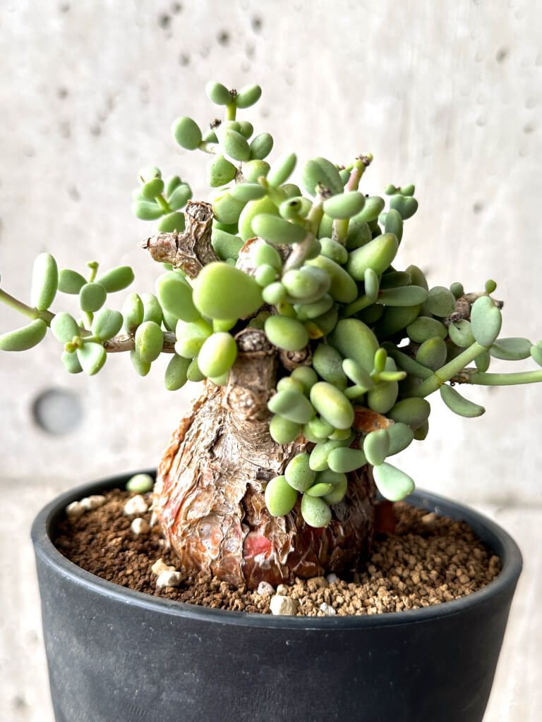 ケラリアピグマエア 発根済み 塊根植物 コーデックス 冬型 ピグマエア