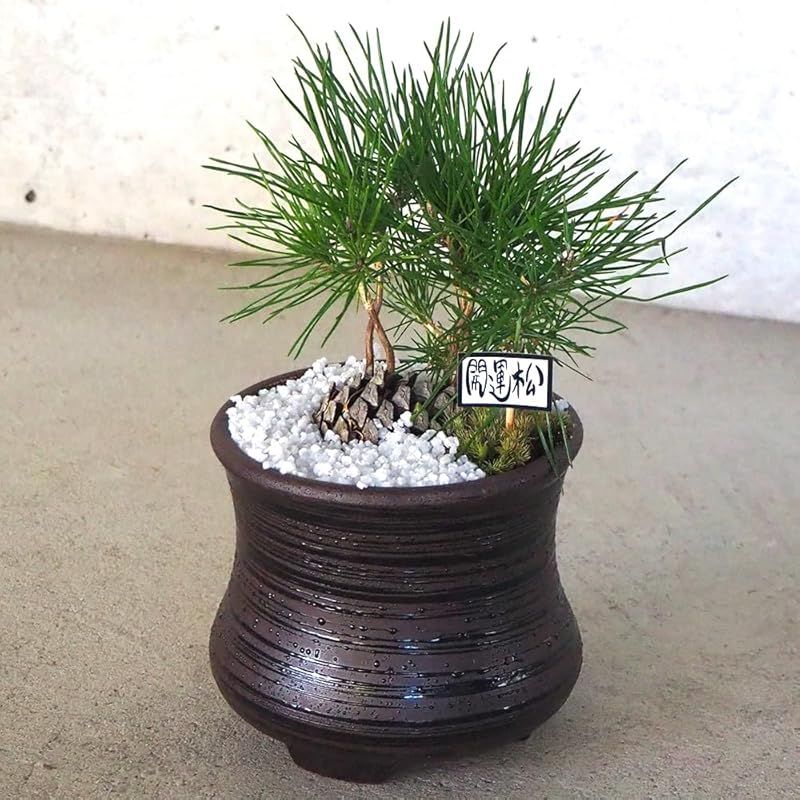 【新品未使用】ITANSE 迎春ぼっくり松 風月黒鉢 白土1個売り【品種で選べる盆栽】松ぼっくりから発芽した苗を盆栽仕立に 0 - メルカリ