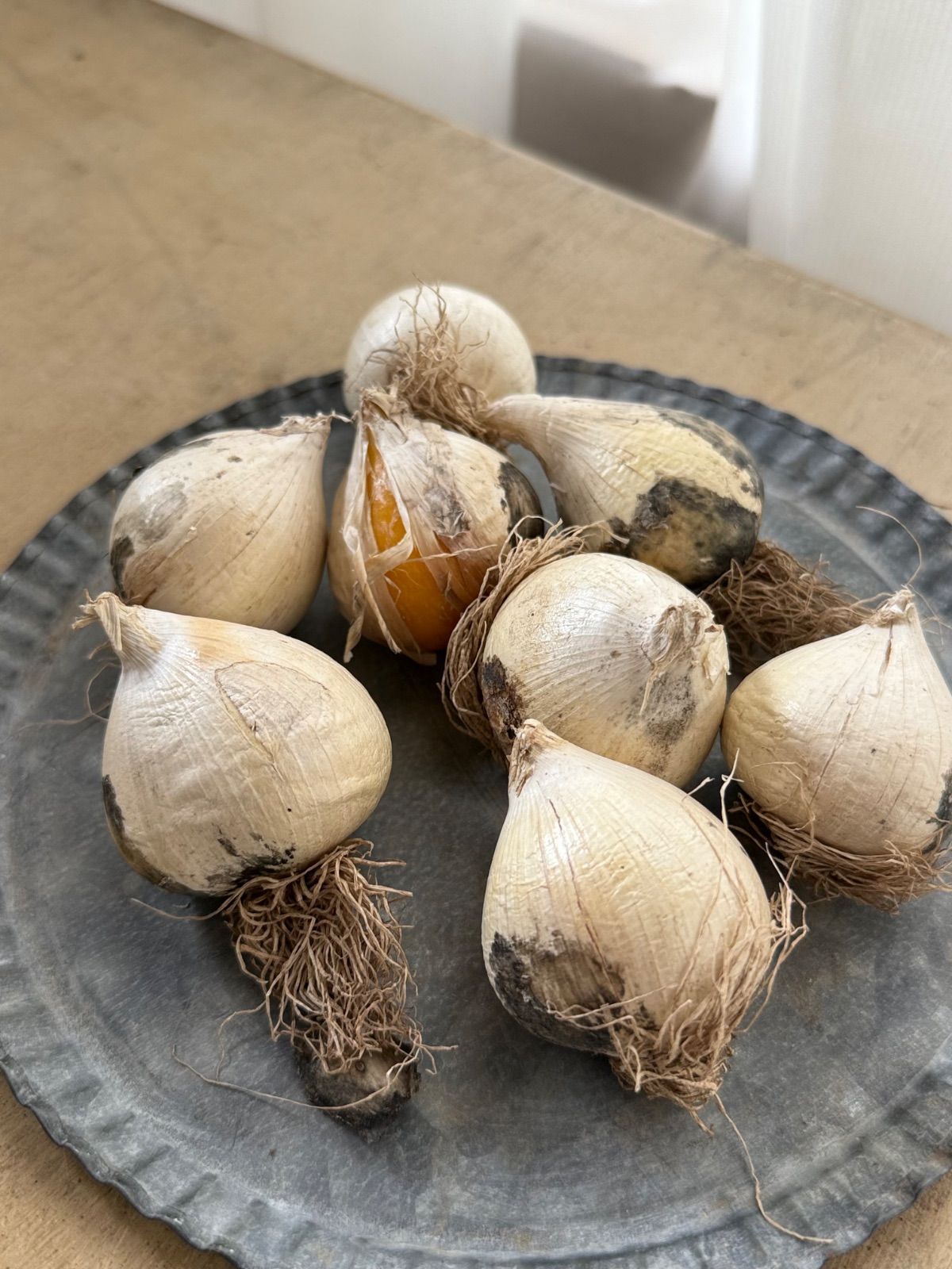 アリウムシューベルティ球根3球 - メルカリ