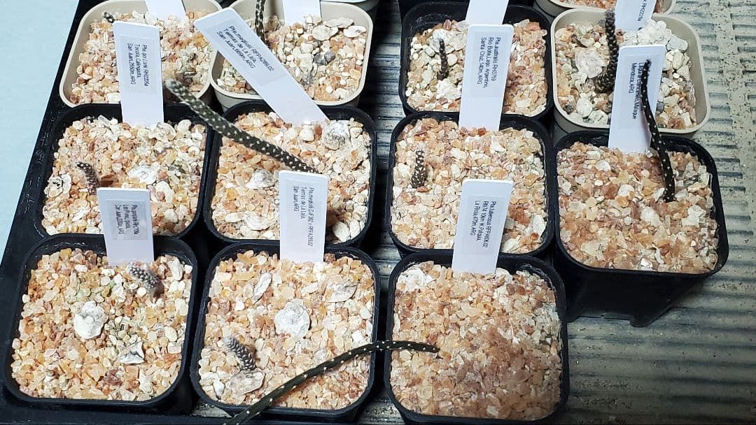 激 プテロカクタス フランス種子実生 19種類セット