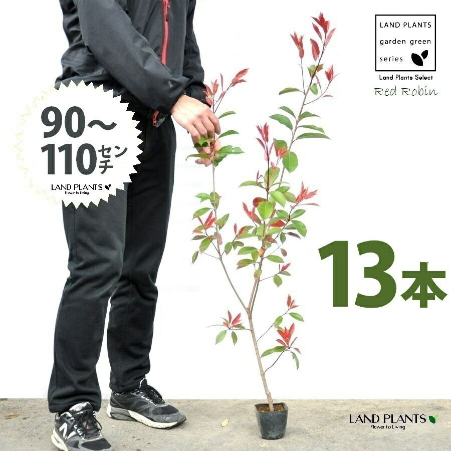 レッドロビン 3.5号 苗木 13本 高さ90～110cm 苗 苗木 苗ポット セイヨウカナメ カナメモチ 生垣