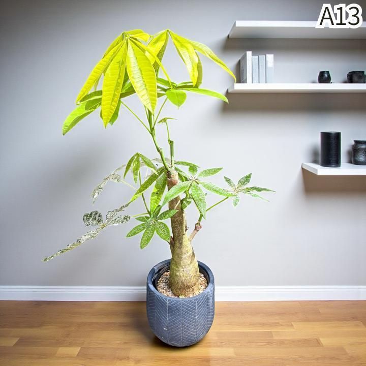 パキラ ミルキーウェイ × ムーンライト｜塊根風、複数接木A13