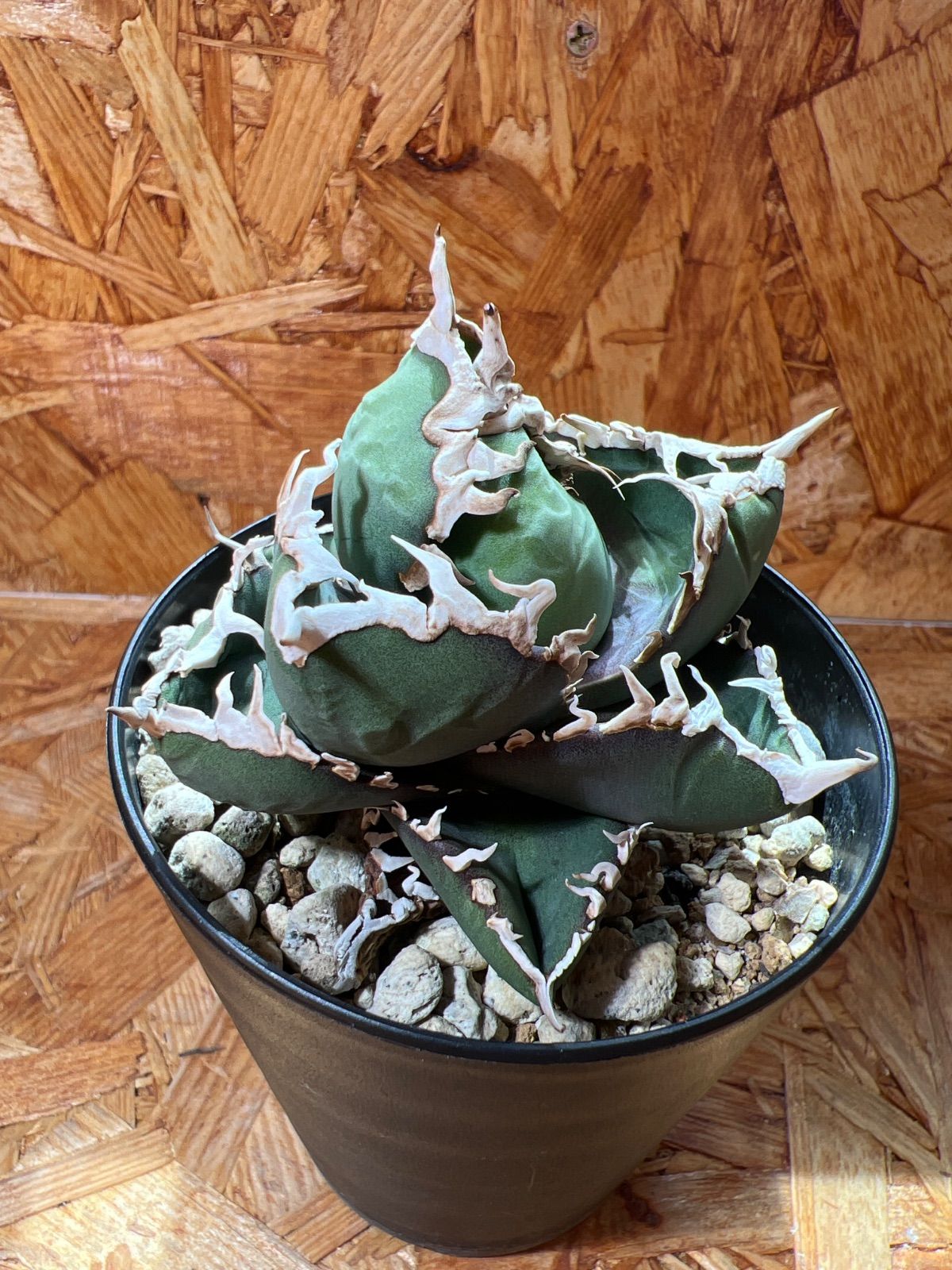 包心龍 lize血統 子株つき - メルカリ