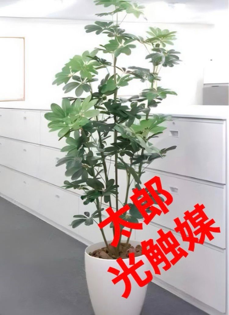 楓 カエデ かえで 紅葉 もみじ 楓盆栽 楓盆栽 楓 紅葉 太幹 楓 カエデ かえで 紅葉 もみじ 楓盆栽 楓盆栽 楓 紅葉 太幹
