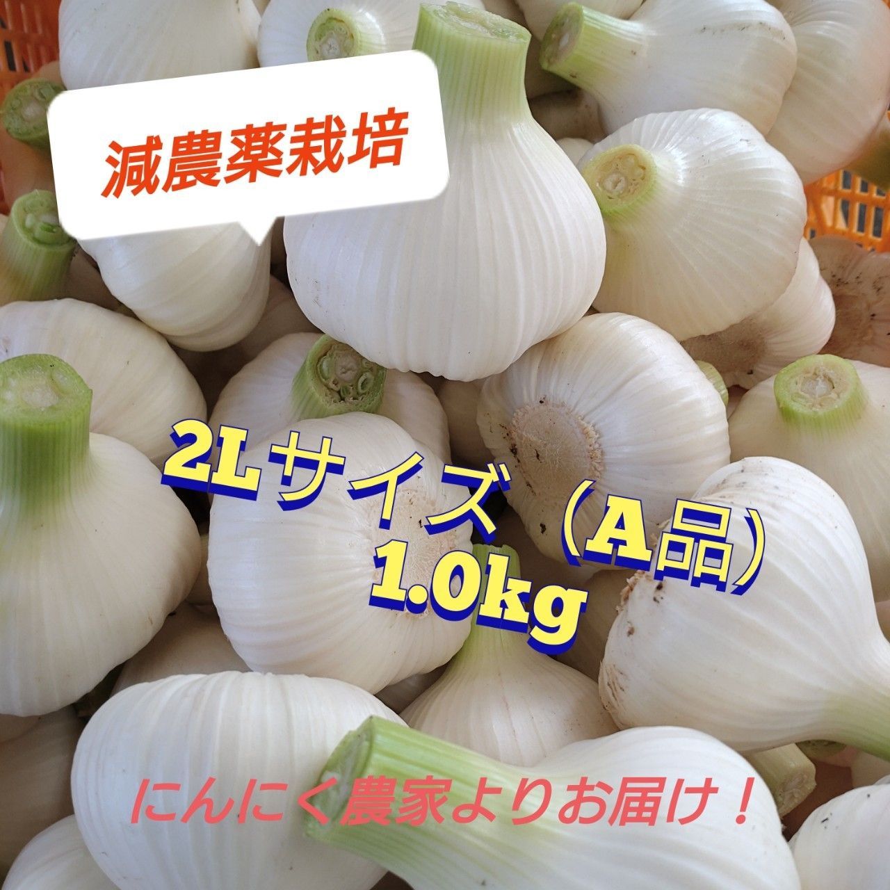 訳ありセール 格安） 埼玉県より認定された農園で育った安心安全な 生