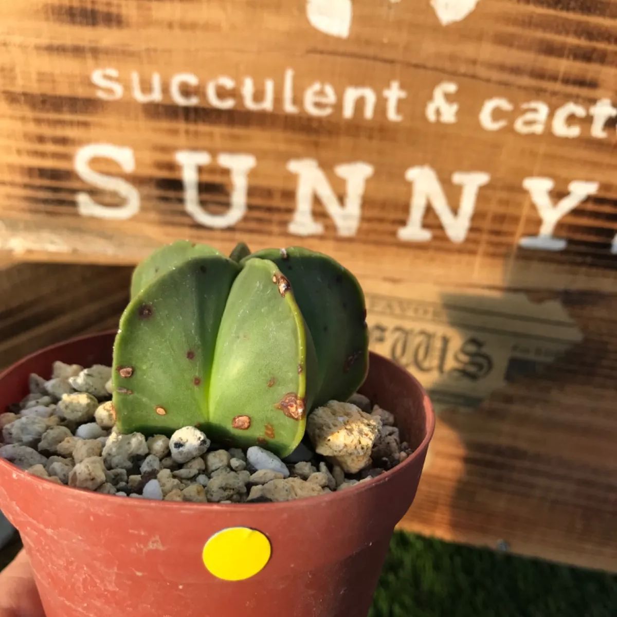 多肉植物 サボテン 碧瑠璃鸞鳳玉 (ヘキルリランポーギョク) ヘキラン