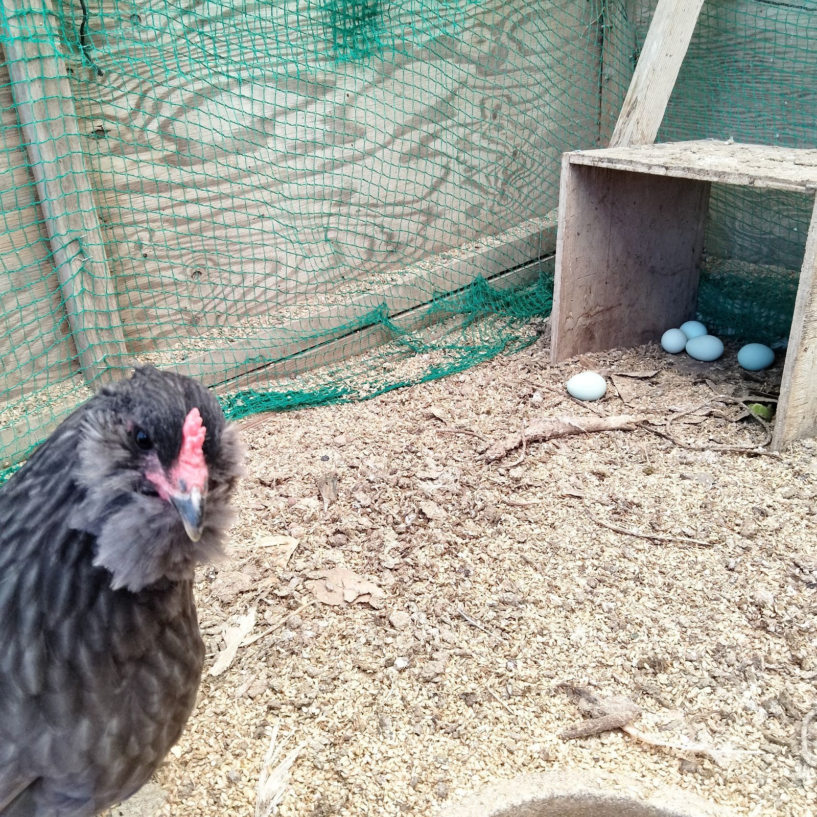 生みたて平飼いアローカナ卵36個セット - しあわせなみどりのたまご