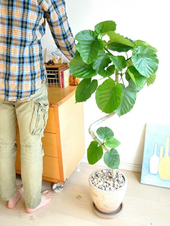 観葉 観葉植物