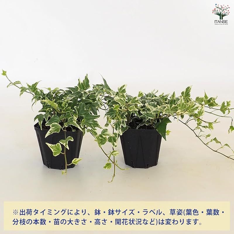 engel ウコギ科ヘデラ属