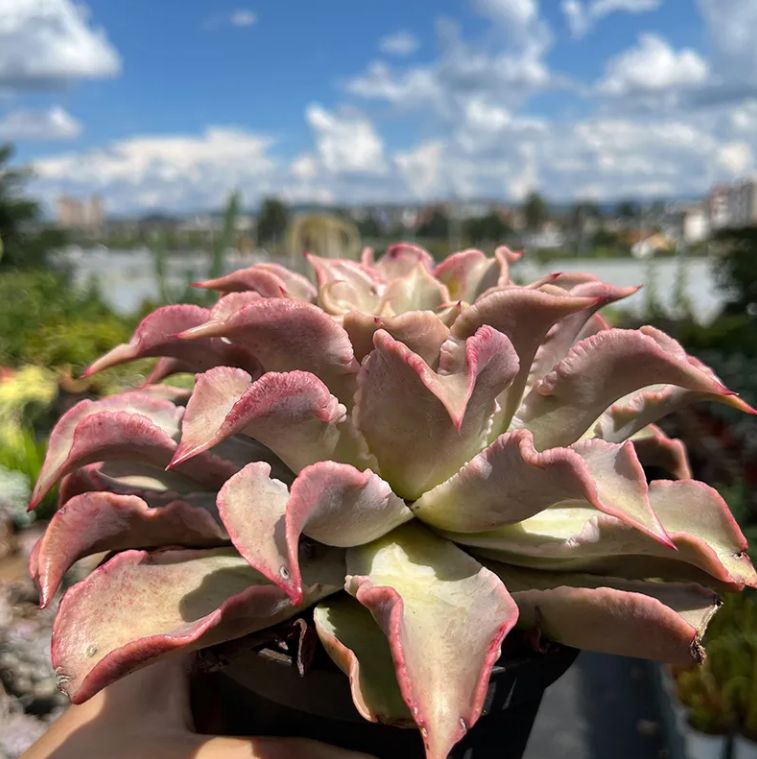 センペルビウム　Tesoro センペルビウム Tesoro CATEGORY センペルビウム | toA Succulent