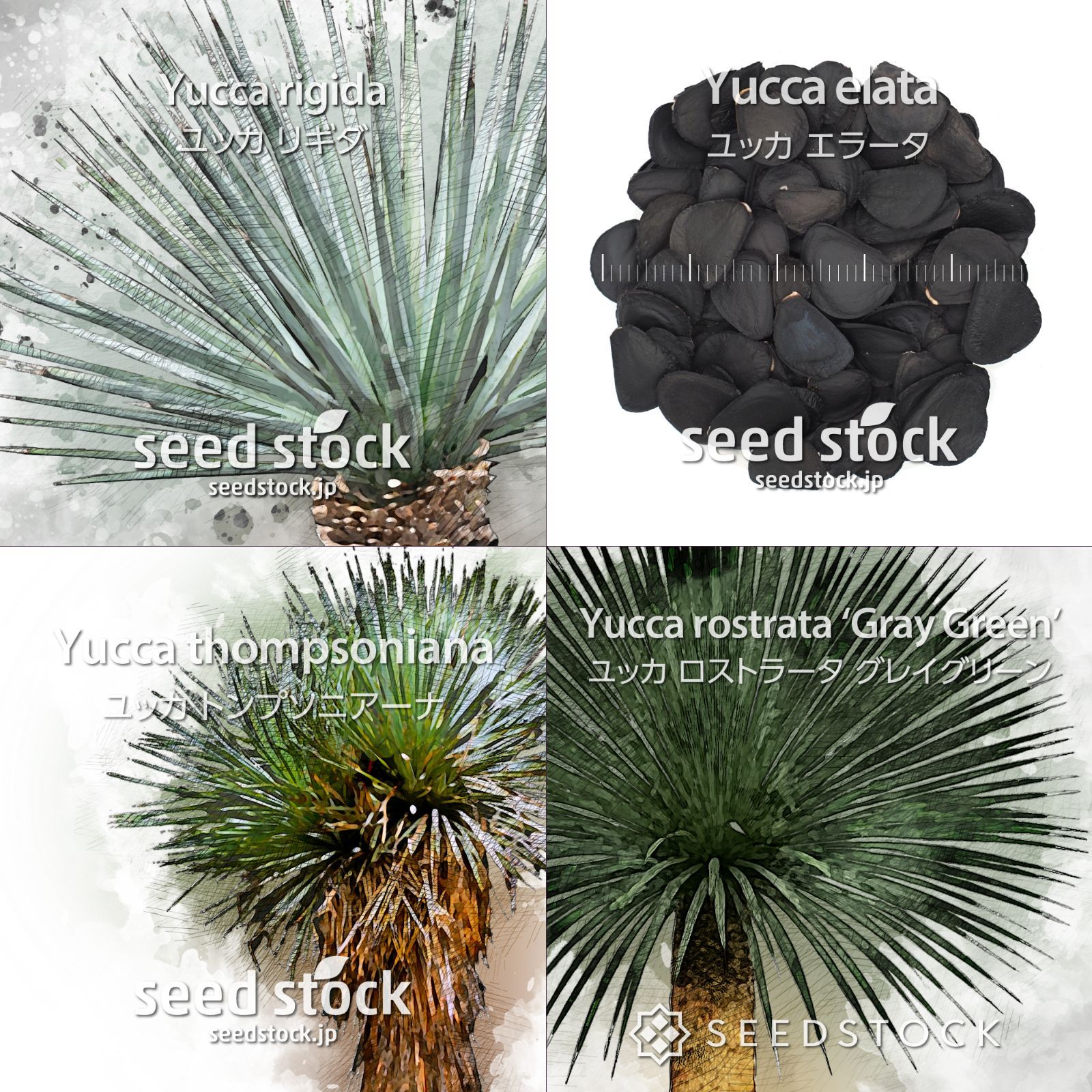 茶道具 加納臣峰 数茶碗 10客 自然灰釉 共箱 宝仙窯