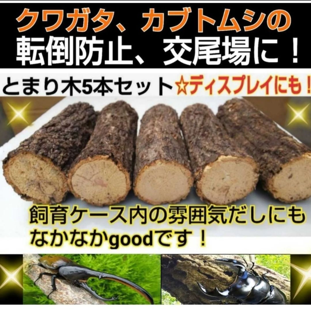 てるあびぶさん限定   コナラ クリ  昆虫用 とまり木 フジコン スズ虫のとまり木 | 昆虫用品・昆虫グッズ 通販