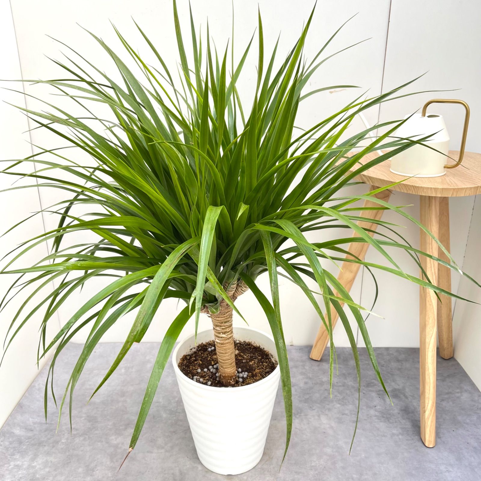 現品］【希少】30番 ドラセナ カンボジアーナ 10号 観葉植物 レア 大型 室内 幸福の木 一本立ち かっこいい | PF green☆【観葉植物 /鉢苗/インテリア販売】 ※売約済※ドラセナ　カンボジアーナ　1【現品】☆希少☆ 観葉植物 室内　大型