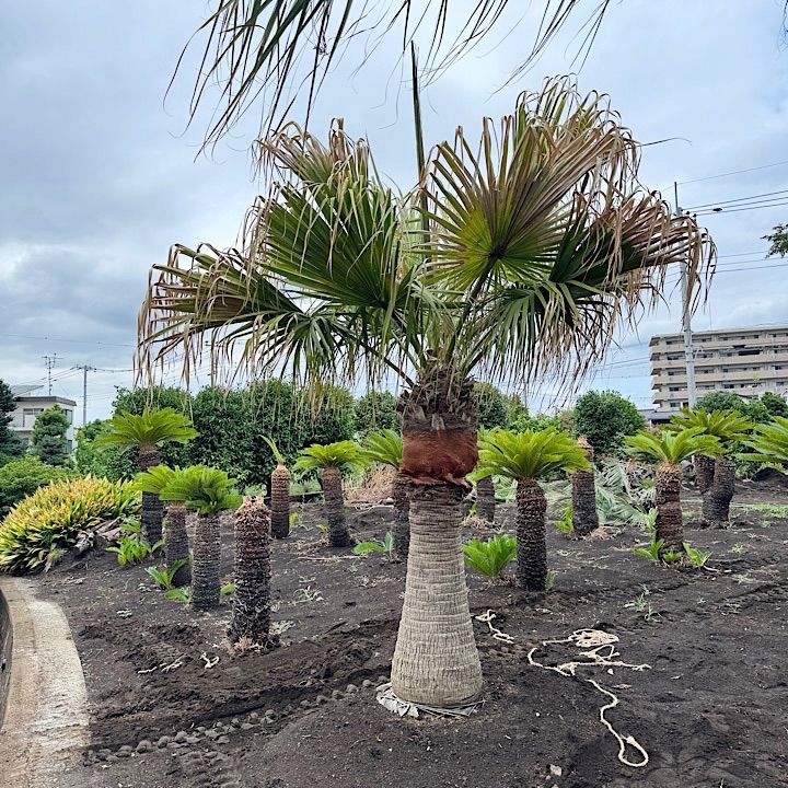 ヤシの木　ビロウヤシ ヤシ ビロウヤシ 苗 販売 苗木部 By 花ひろばオンライン