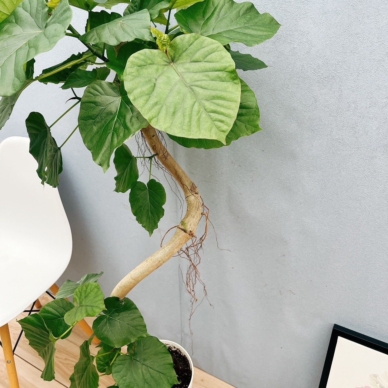 現品］12番 フィカス ウンベラータ 曲がり 8号 観葉植物 大型 室内