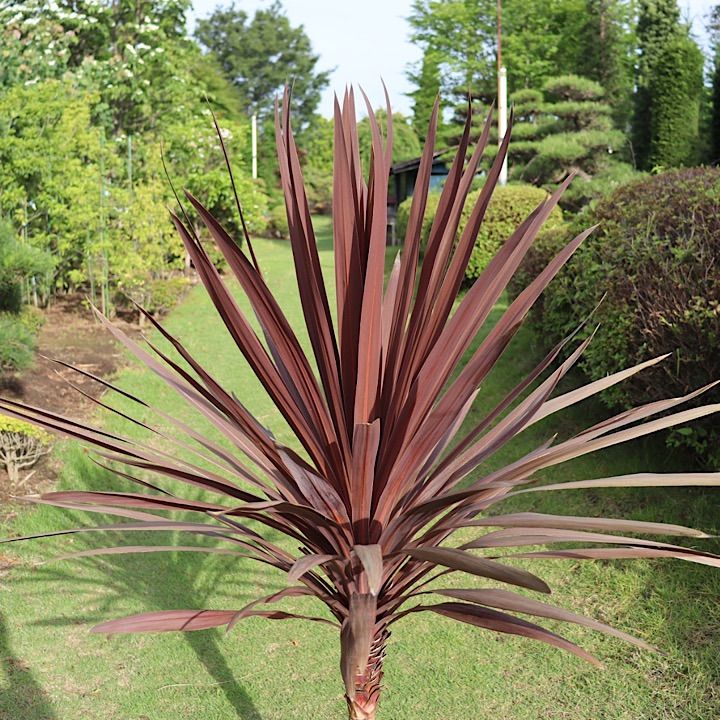 コルジリネ レッドスター 赤ドラセナ - メルカリ