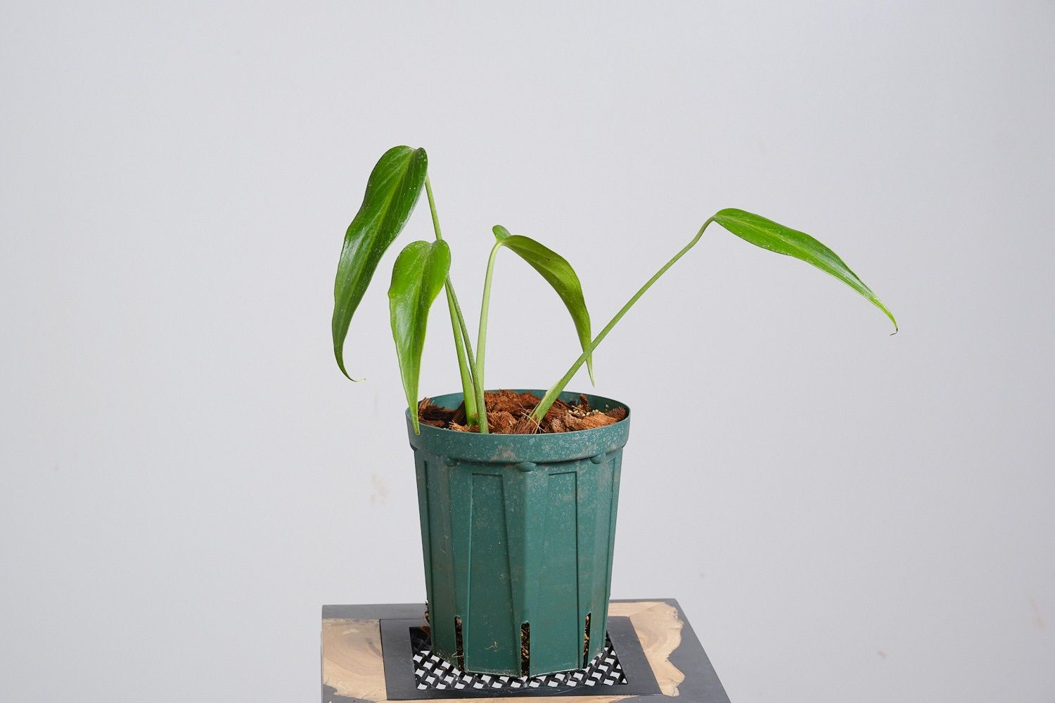 観葉植物 モンステラ バールマルクスフレーム ディラセラータ