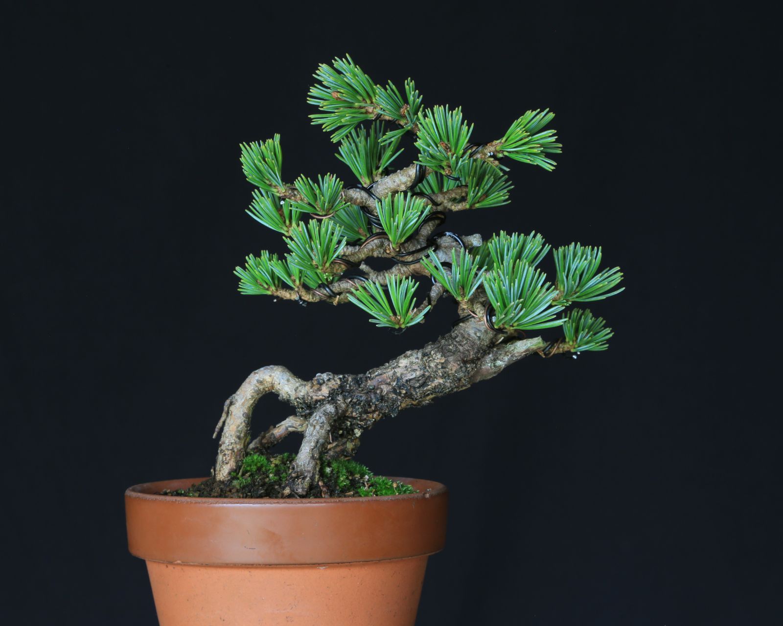 吾妻五葉松 松国宝 ショウコクホウ ミニ盆栽 小品盆栽 泰寿園 Online 現品 接ぎ木 松 盆栽 五葉松 松柏 室内 鑑賞 趣味 卓上盆栽 盆栽鉢 グリーン 和 ギフト プレゼント 誕生日 母の日 父の日 敬老の日 お祝い 記念日 1