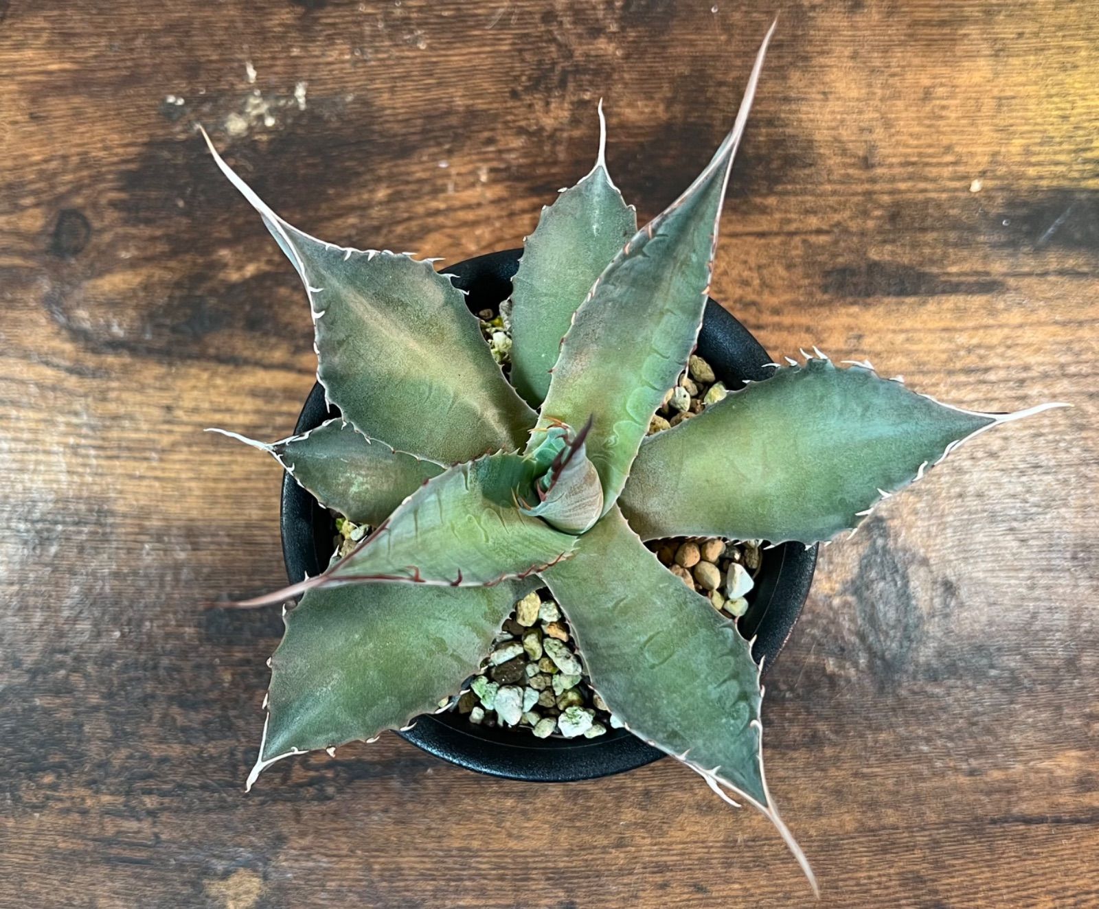 Agave/アガベ 'ShawParr' (Shawii x parrasana) シャウィー×パラサナ