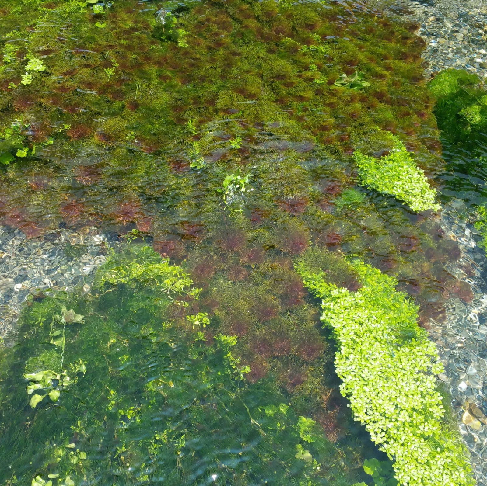 クールで発送 3000本以上 阿蘇の湧水で育った水草 天然アナカリス-