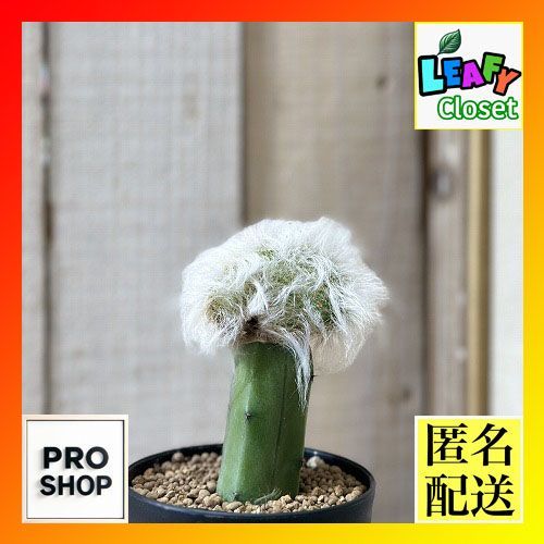 美品♡タダシショージ フラワープリント ティアード ドレス シフォン