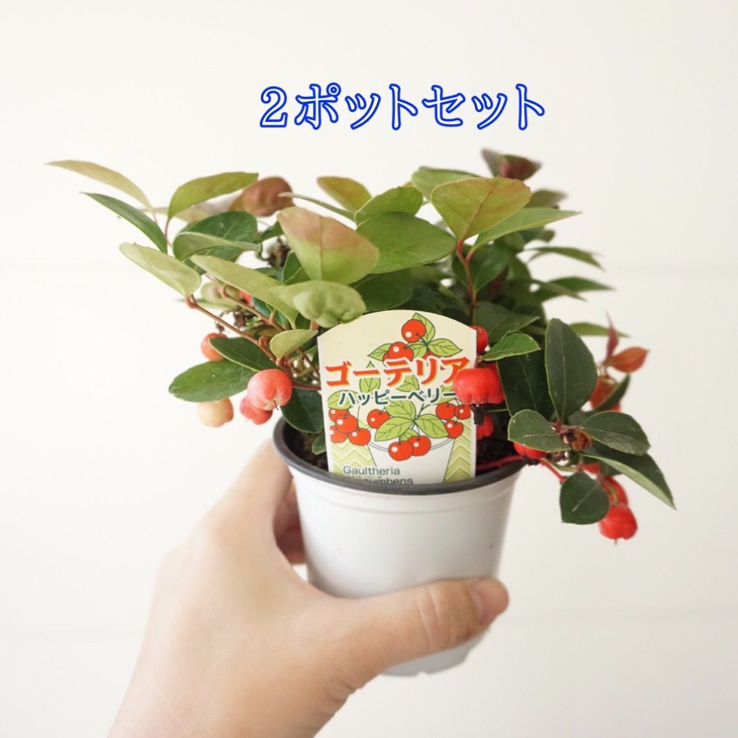 【2苗セット】ヒメコウジ　チェッカーベリー　赤い実　寄せ植え