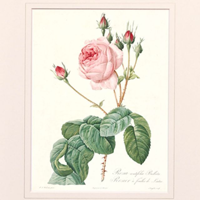 絵画 インテリア ルドゥーテ ローズ 絵額 複製画 『 バラ図譜 』 ロサ