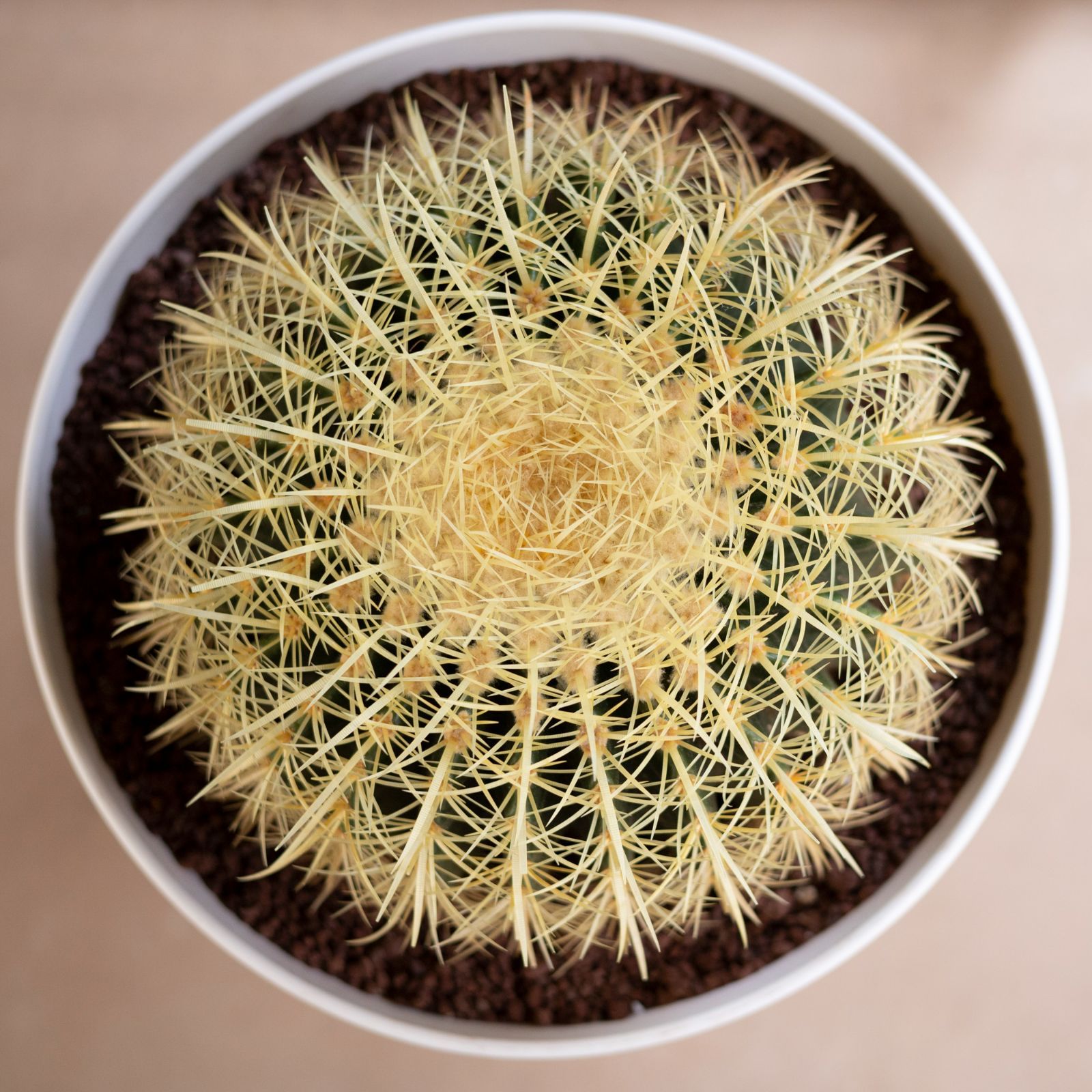 金鯱　キンシャチ12号　専用BOX ロックガーデン⭐︎freeストック⭐︎即購入可能 金鯱 キンシャチ12号 専用BOX ロックガーデン⭐︎freeストック