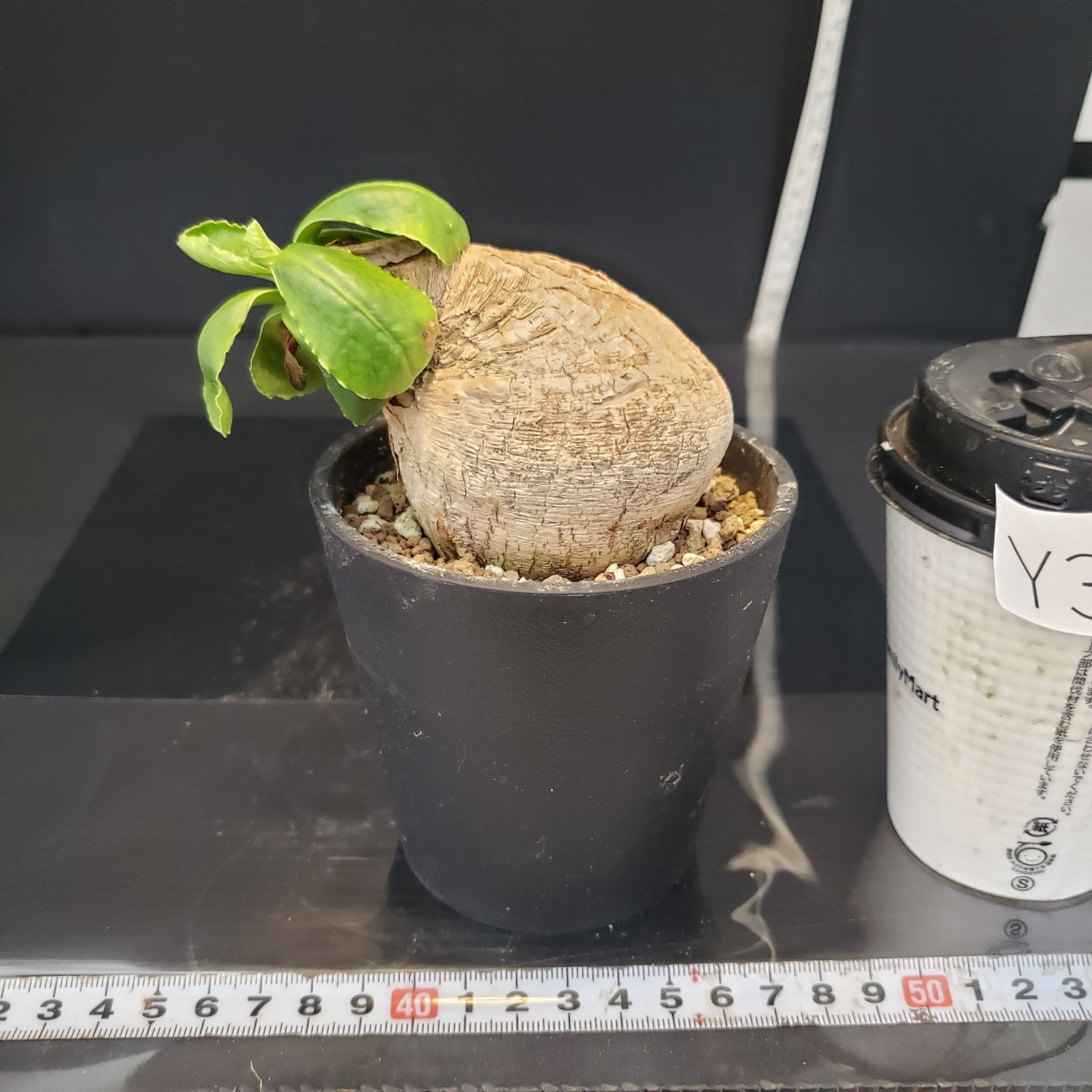 ユーフォルビア プリムリフォリア 現地球 【公式通販】