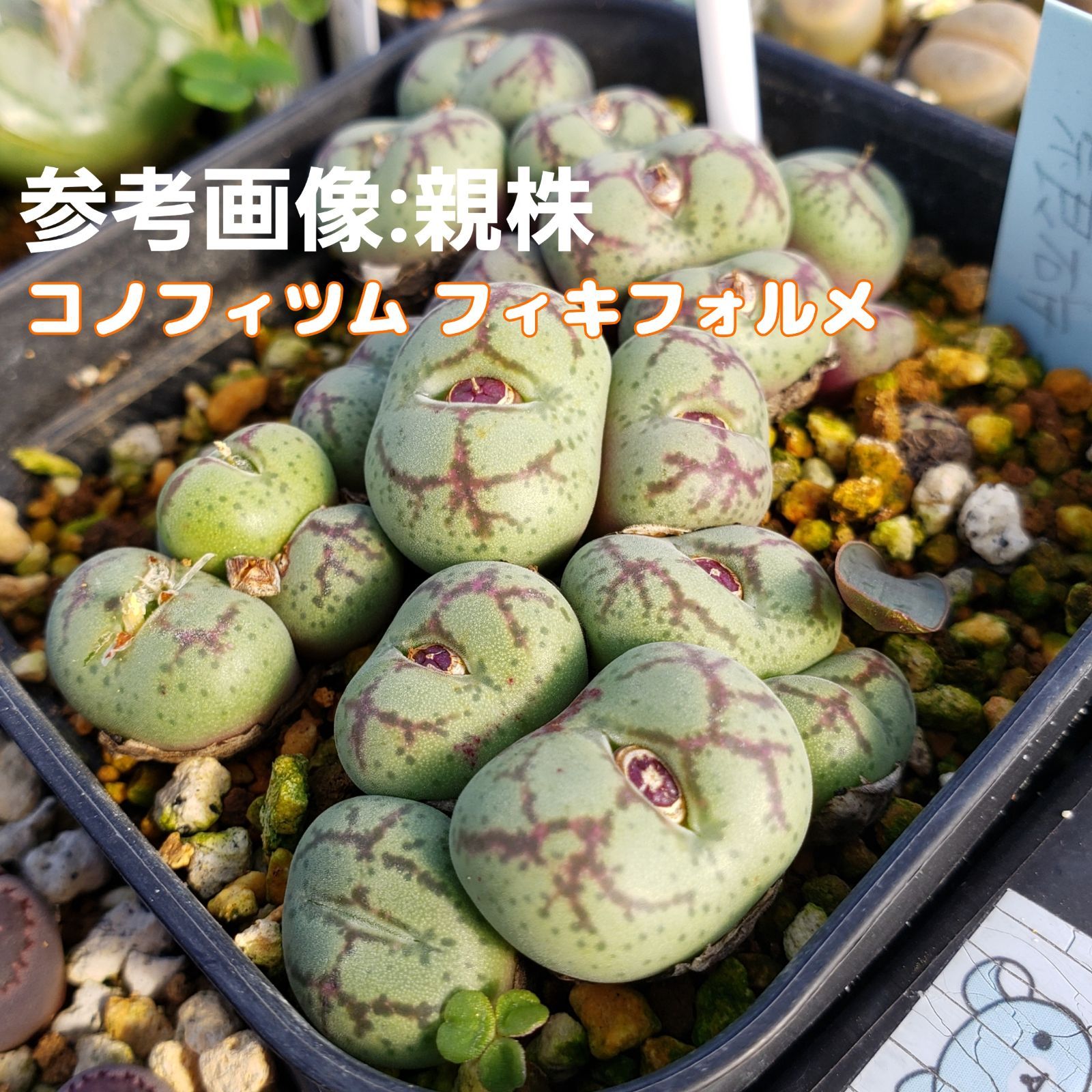 種子１０粒 コノフィツム フィキフォルメ Conophytum ficiforme フィシフォルメ 多肉植物 実生用 - メルカリ