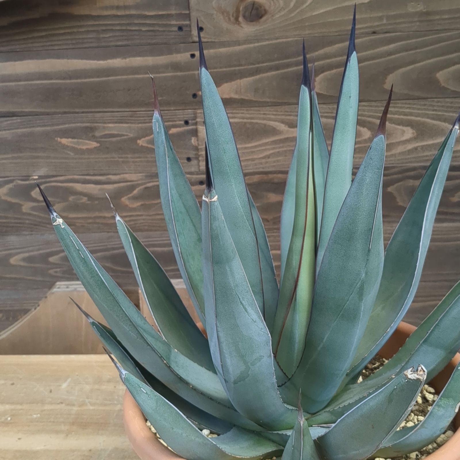 アガベ シャークスキン【 現物 】大株 鉢のまま発送 - メルカリ