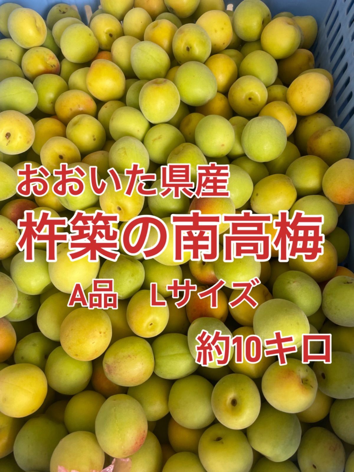 大分県産 杵築の南高梅 A品 2L Lサイズ約10キロ