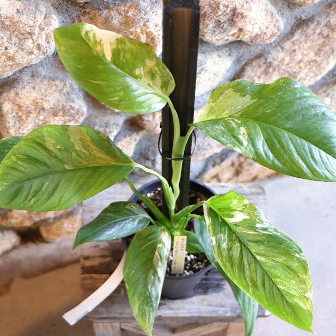 現品　モンステラ　デリシオーサ　斑入り　34番　バリエガータ　レア　観葉植物 斑入りモンステラ デリシオーサ バリエガータ 黄斑