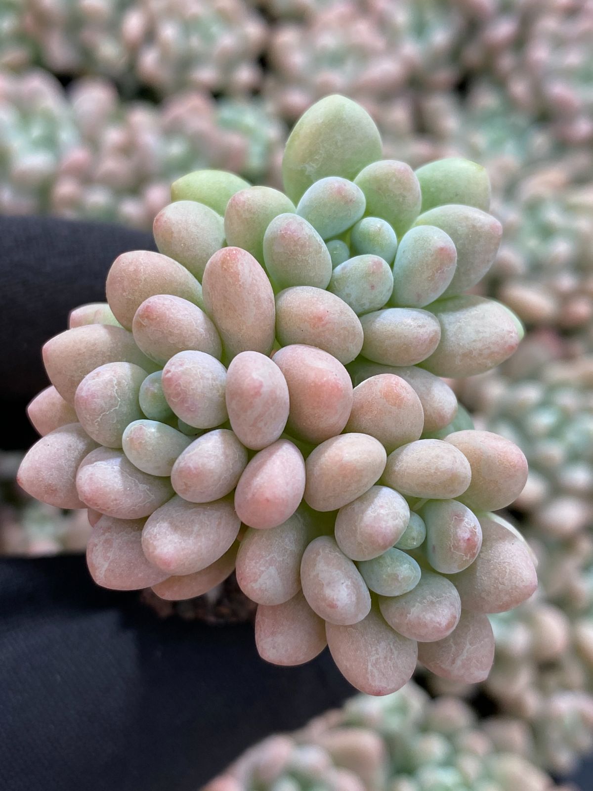 新入荷 ダフニー 鮮やかな105苗セット 土と根付き 多肉植物