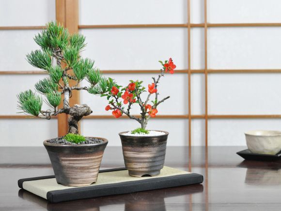 白木盆栽園 ピラカンサス 盆栽 樹高19センチ 楓カエデ紅葉モミジ欅実物