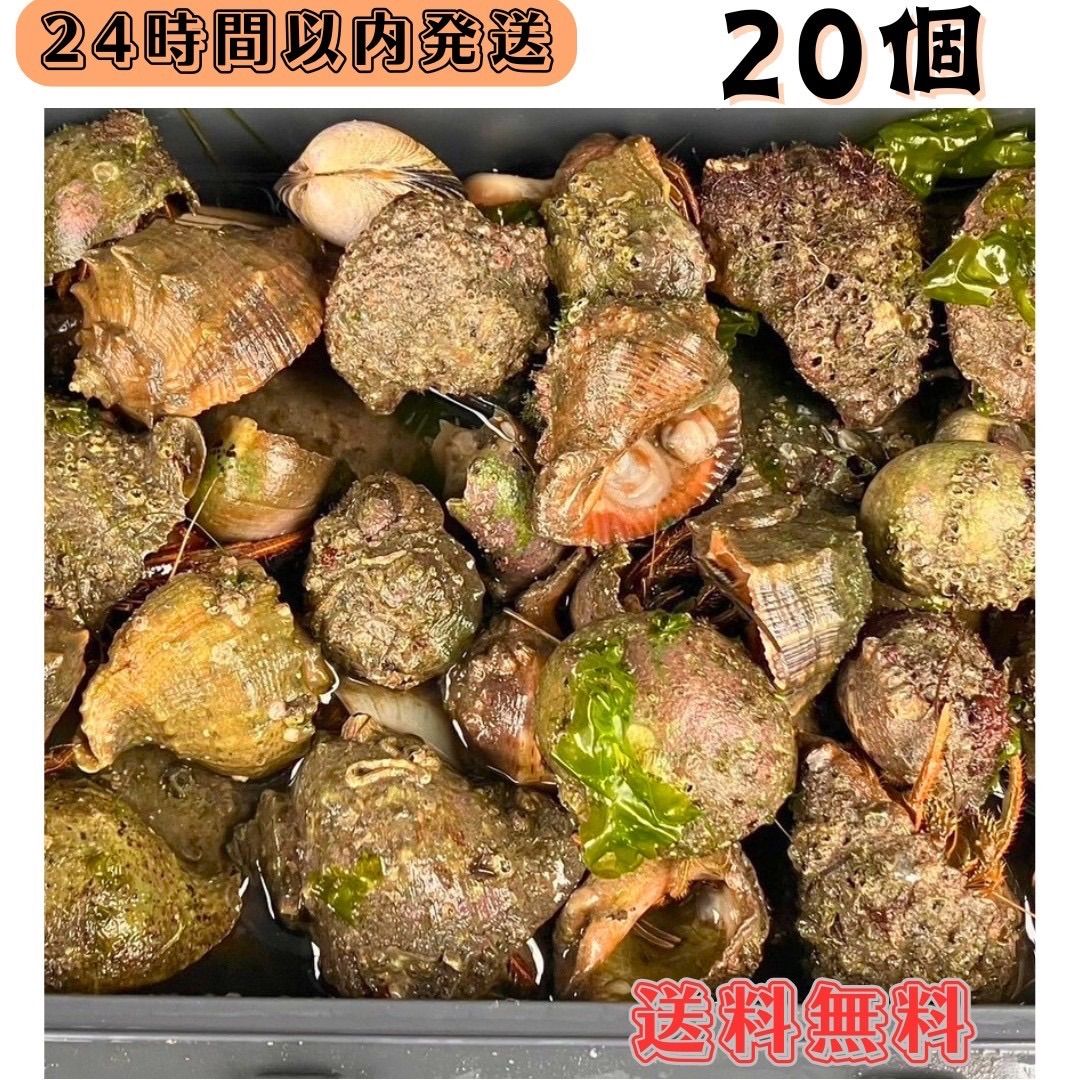 冷凍ヤドカリ20個(殻付き) 石鯛 黒鯛 釣り餌 カメノテ付き - メルカリ