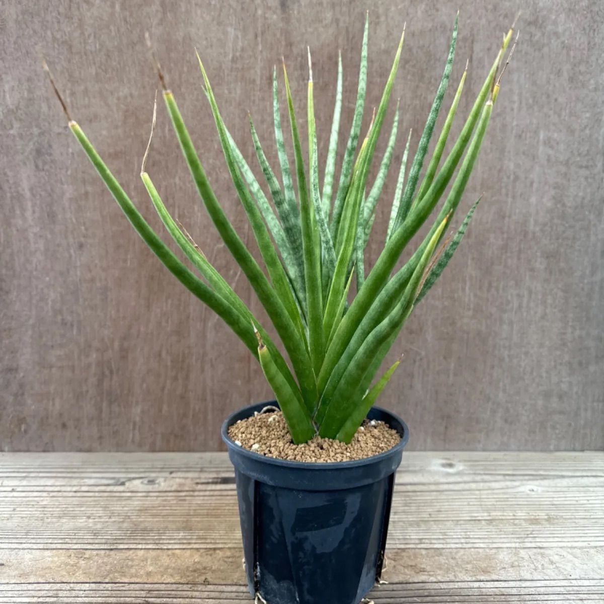 サンセベリア ブンルートーチ ハイブリット③ Sansevieria bunlue