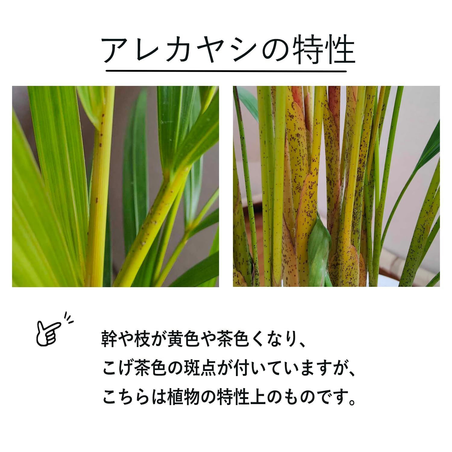 観葉 花のギフト社