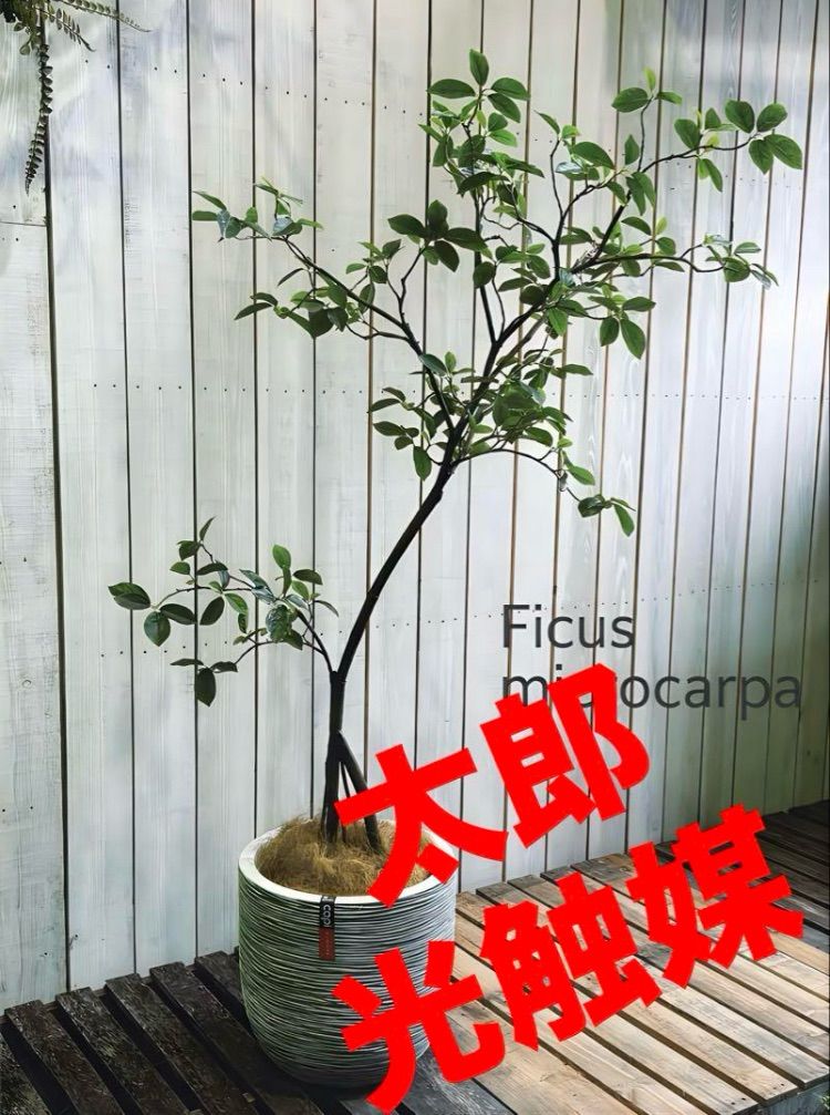 光触媒　人工観葉植物　ウォールグリーン　フェイクグリーン　ガジュマル120FST 光触媒 人工観葉植物 ウォールグリーン フェイクグリーン